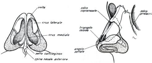 anatomia-naso