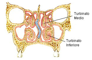 turbinati-nasali